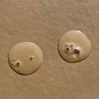 Perile Hyaluronic Acid Serum